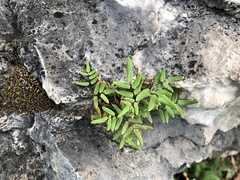 Pellaea glabella