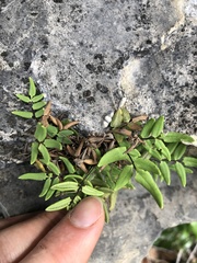 Pellaea glabella