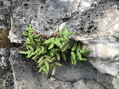 Pellaea glabella
