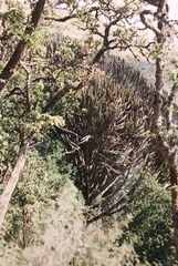 Euphorbia candelabrum