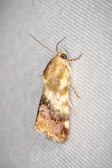 Acontia detrita