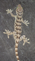 Gekko smithii
