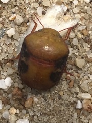 Solenotichus circuliferus