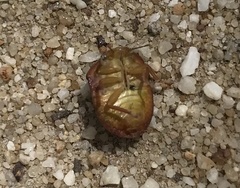 Solenotichus circuliferus