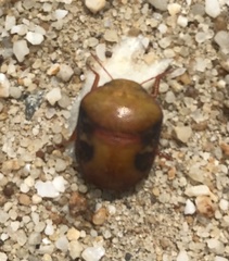 Solenotichus circuliferus