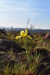 Moraea hiemalis