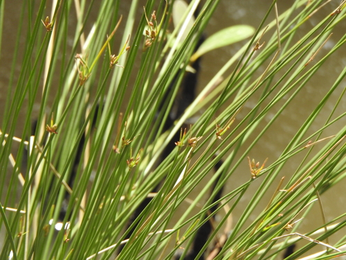 Image of Fimbristylis ferruginea by (c) Greg Tasney, some rights reserved (CC BY-SA)