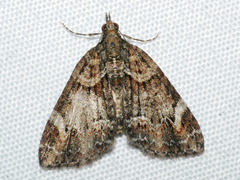Microdes diplodonta