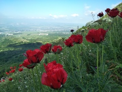 Papaver bracteatum