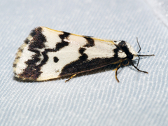 Philenora undulosa