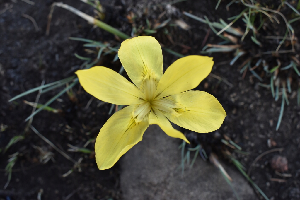 Moraea hiemalis