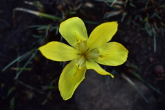 Moraea hiemalis