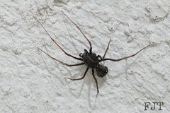 Scytodes