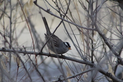 Zonotrichia leucophrys