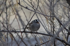 Zonotrichia leucophrys