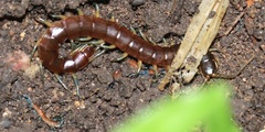 Rhysida nuda