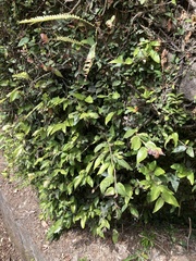 Ficus pumila awkeotsang