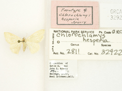 Chlorochlamys appellaria