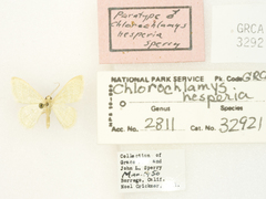 Chlorochlamys appellaria