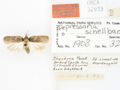 Depressaria schellbachi