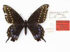 Papilio indra