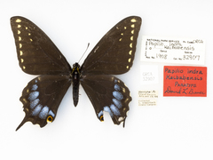 Papilio indra