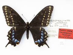 Papilio indra