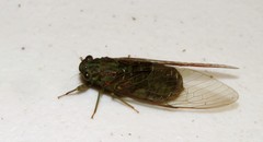 Chlorocysta suffusa