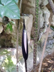 Cyrtosperma johnstonii