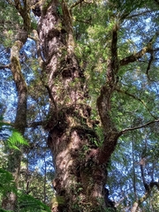 Nothofagus cunninghamii