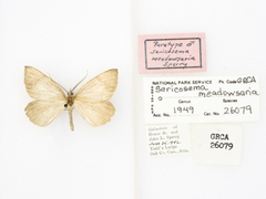 Sericosema meadowsaria