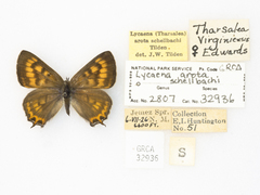 Tharsalea arota schellbachi