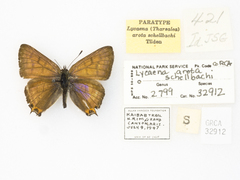 Tharsalea arota schellbachi