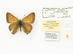 Tharsalea arota schellbachi