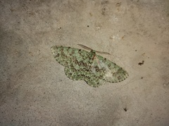 Ophthalmitis herbidaria