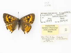 Tharsalea arota schellbachi