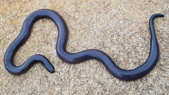 Amblyodipsas polylepis