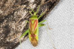 Phytocoris roseotinctus