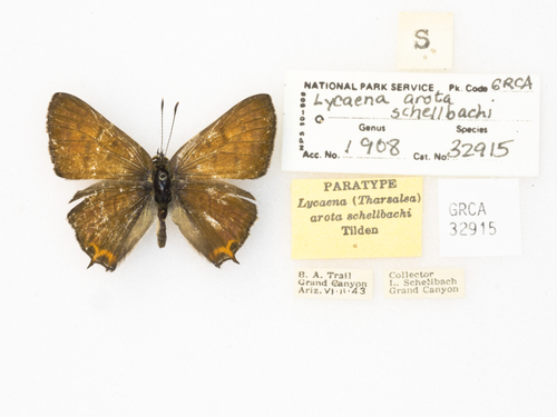Tailed Copper