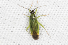 Ilnacora