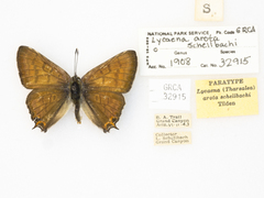 Tharsalea arota schellbachi