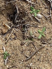 Plagiobothrys arizonicus