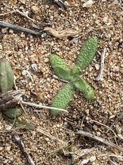 Plagiobothrys arizonicus