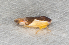 Norvellina pulchella