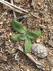 Plagiobothrys arizonicus