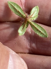 Plagiobothrys arizonicus