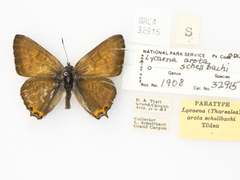 Tharsalea arota schellbachi