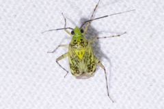 Taedia marmorata