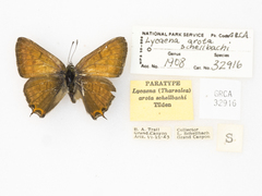 Tharsalea arota schellbachi