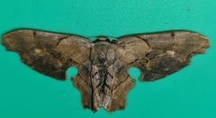 Calledapteryx dryopterata